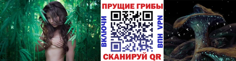 Псилоцибиновые грибы мицелий  Болгар 
